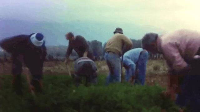 Il primo campo sperimentale di carote nel Fucino